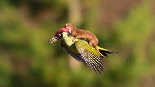 Weasel Photographed Riding on a Green Woodpecker's Back