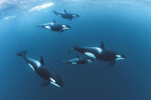 Scientists Uncover The Reason Behind Worldwide Killer Whale Attacks On Boats