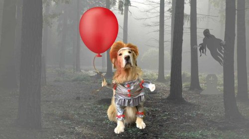 The Ultimate Guide to Finding the Perfect Halloween Costume for Your Pet