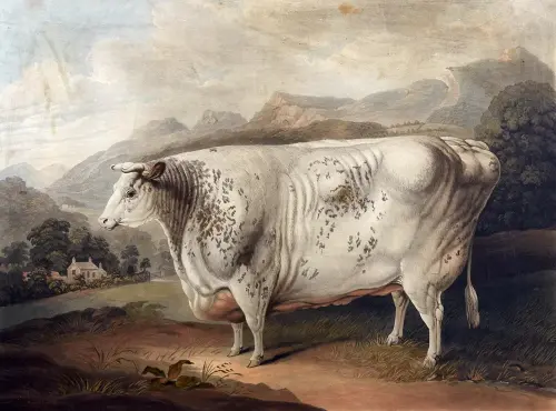 Why 19th-Century Farmers Painted Their Animals Larger Than Life