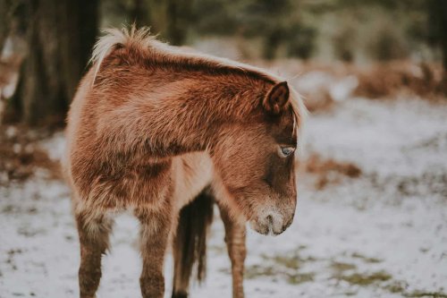 The DNA of Ancient Horses Was Just Reconstructed