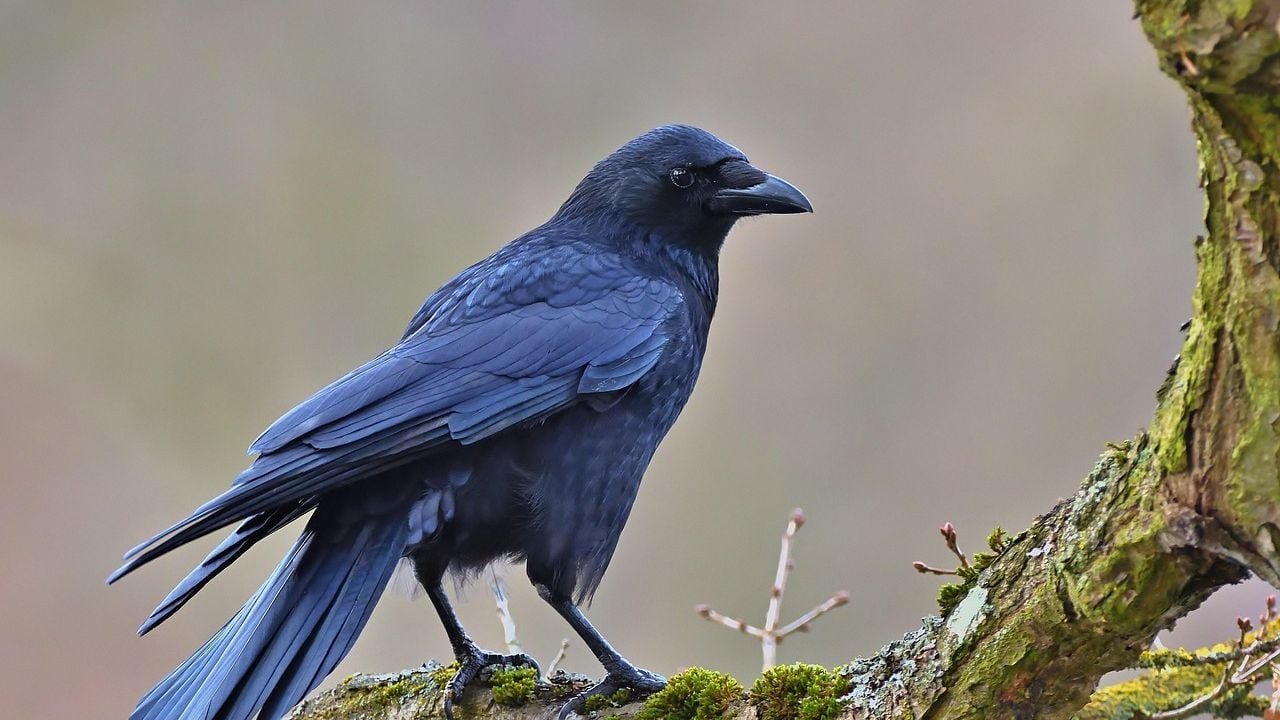 What it means when you see a Large Gathering Of Crows In Your Yard At Dawn - cover