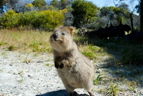 The Friendliest Wild Animals You Can Meet