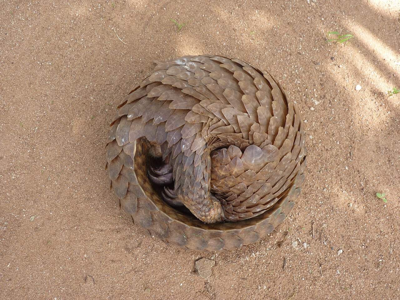 Pangolins The World’s Most Trafficked Mammals Need Our Help