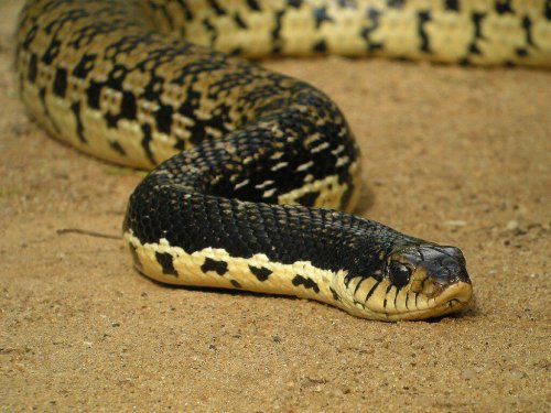 15 Snakes That Are Less Scary Than They Look