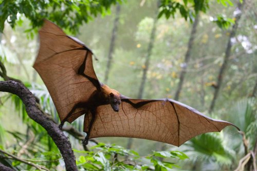 The Largest Bat in the World Has Wings That Stretch Over 5 Feet