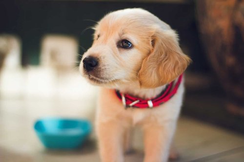 14 Dogs That Stay Puppies Forever in Personality