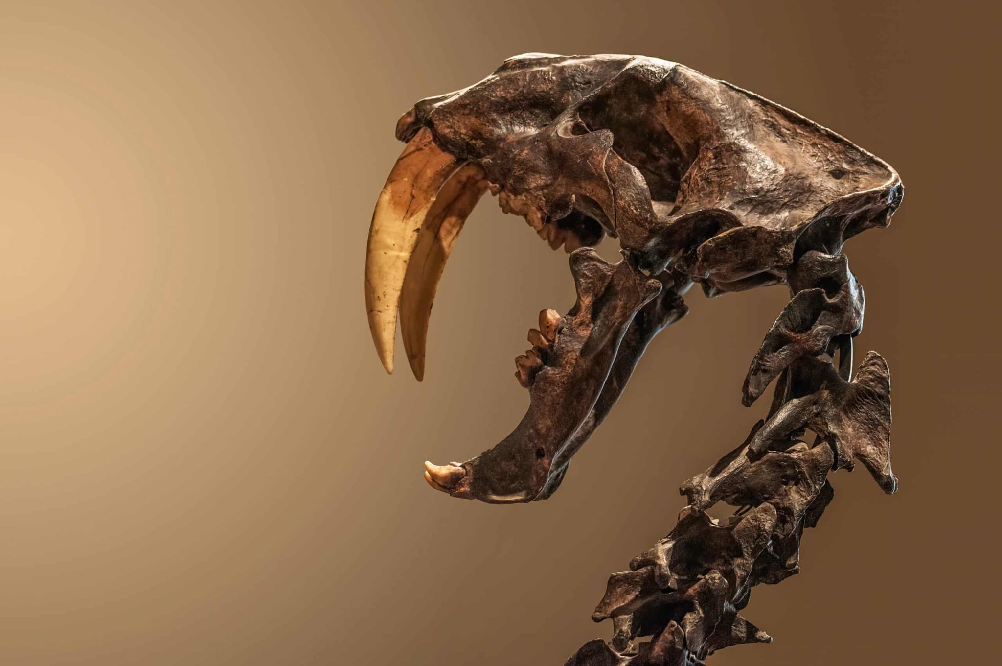 The Rise and Fall of the Pleistocene Mammals
