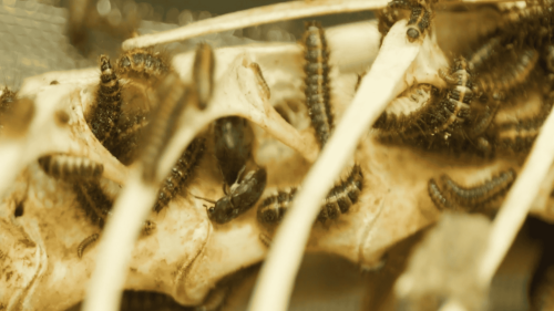 The Beetle That Solves Crimes And Works In Museums