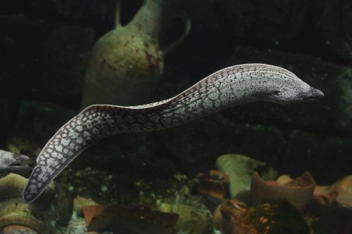 11 Creatures That Prey Using Electricity