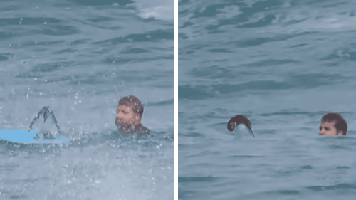 African Penguin Stands on A Tourist's Bodyboard In Cape Town