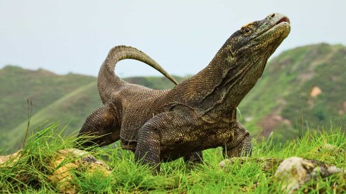 20 Fascinating Facts About the Komodo Dragon, An Animal More Ancient than Dinosaurs