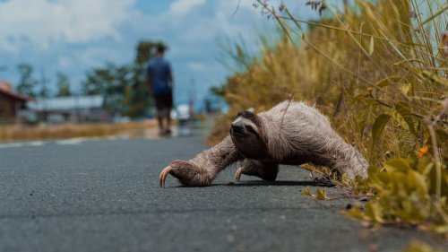 A Giant Sloth Skeleton Was Just Found in Florida