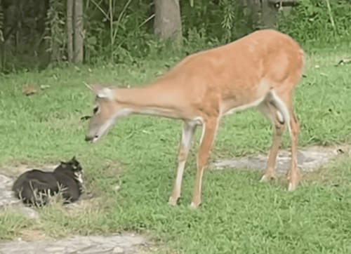 A Deer and a Cat Form an Unlikely Friendship
