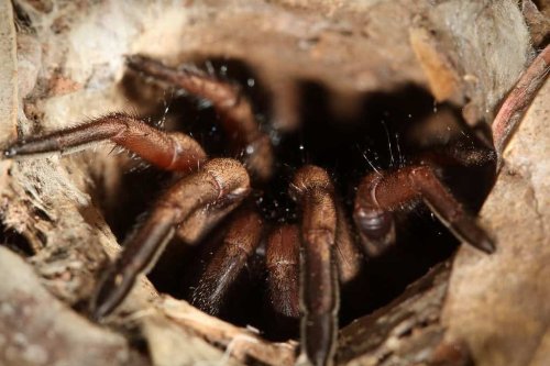 Scientists Just Found a Spider the Size of a Dinner Plate