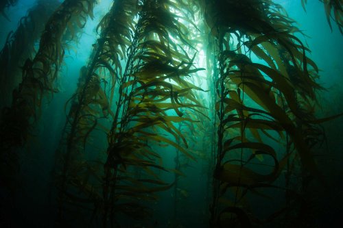 Animals That Live In Kelp Forests