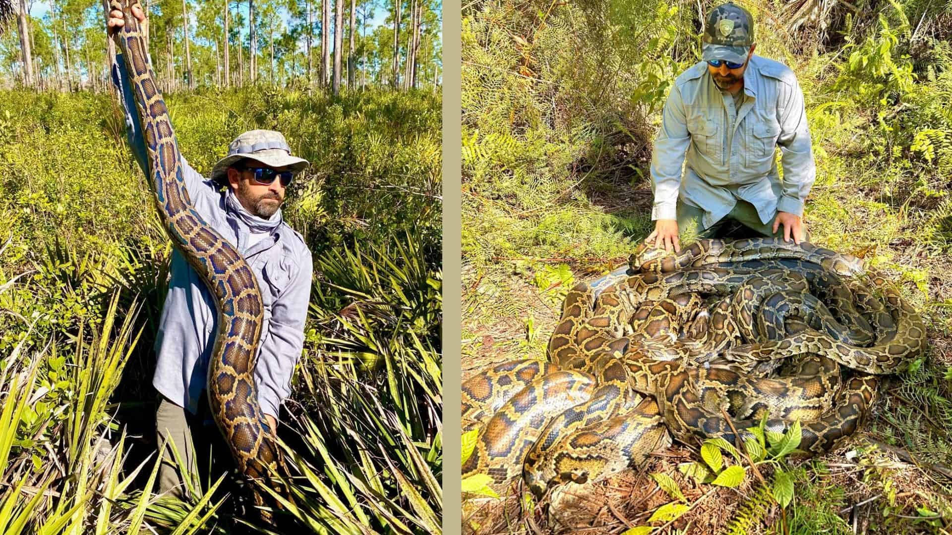 Record-Breaking Ball of Mating Burmese Pythons Discovered Florida ...