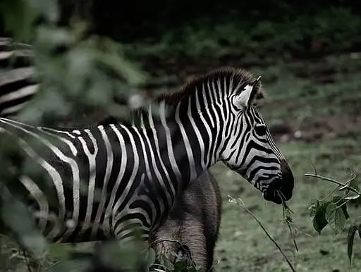 RAINFOREST DIVERSITY OF LIFE
