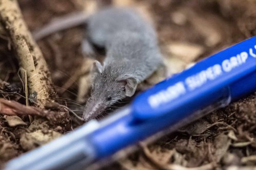 Top 19 Smallest Animals In The US