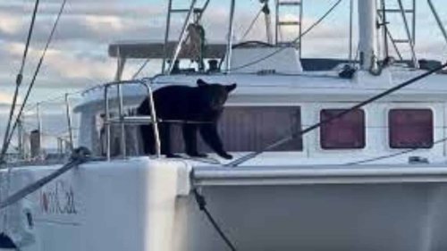 Mischievous Bear Caught on Luxury Boat at Yacht Club in Naples, Florida