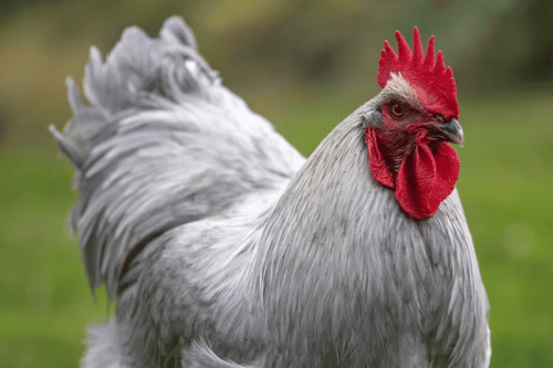 Discover The Largest Chicken