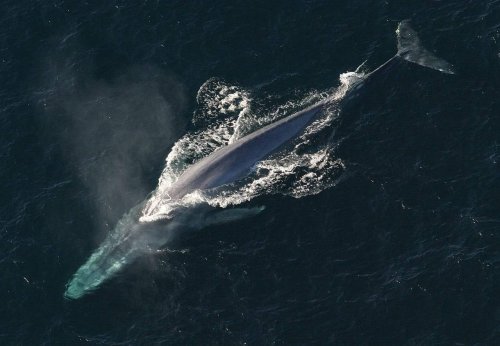 Why a Single Blue Whale Can Reshape an Entire Ecosystem