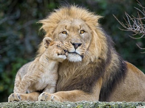 Adorable Lion Cubs Introduced to Their Protective Father for the First Time in Kruger National Park