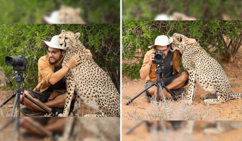 Cheetah’s Tender Embrace: A Photographer’s Unforgettable Moment!