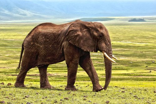 13 Facts About Animal Senses That Will Blow Your Mind