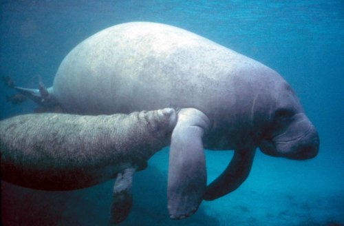 The U.S. River That’s Now Home to a Manatee Migration