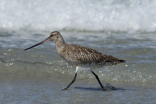 The Tiny Bird That Migrates 9,000 Miles Without Stopping