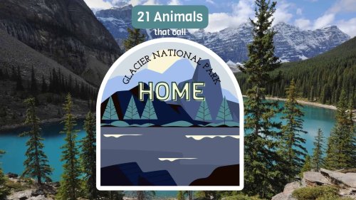 21 Animals That Call Glacier National Park Home - Animals Around The Globe