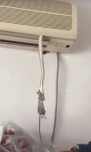 You Don’t See That Everyday: Snake Drags Rat into AC