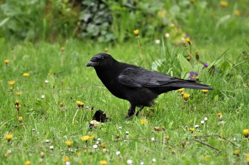 Why Crows Are Considered Some of the Smartest Creatures on Earth