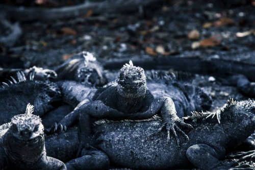Florida Town Overrun by Giant Iguanas