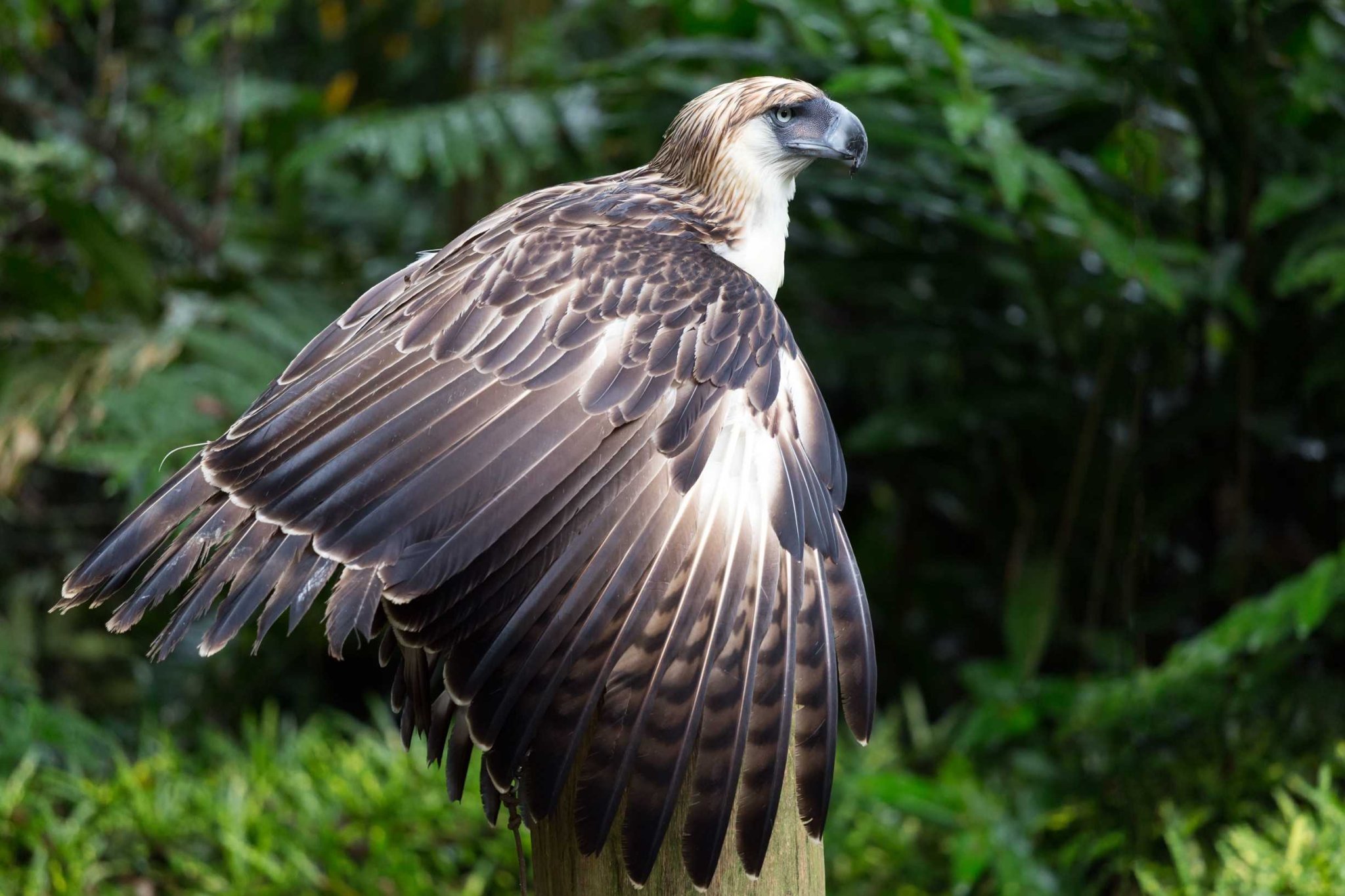 Philippine Eagle Preserving the King of the Rainforest
