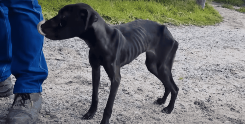 Skinny Dog Who Was Eating Trash To Survive Is SO Cute Now