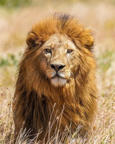 The Ant Invasion: A New Threat to Kenya's Lions
