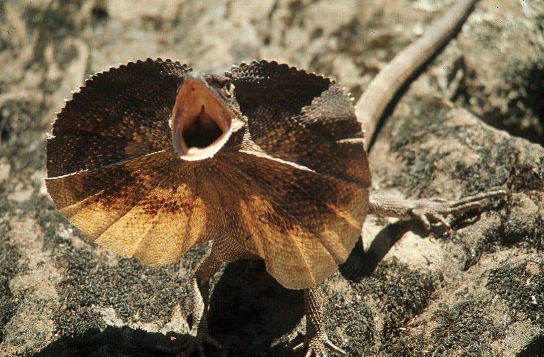 Interesting Animals You Will Find In Australia