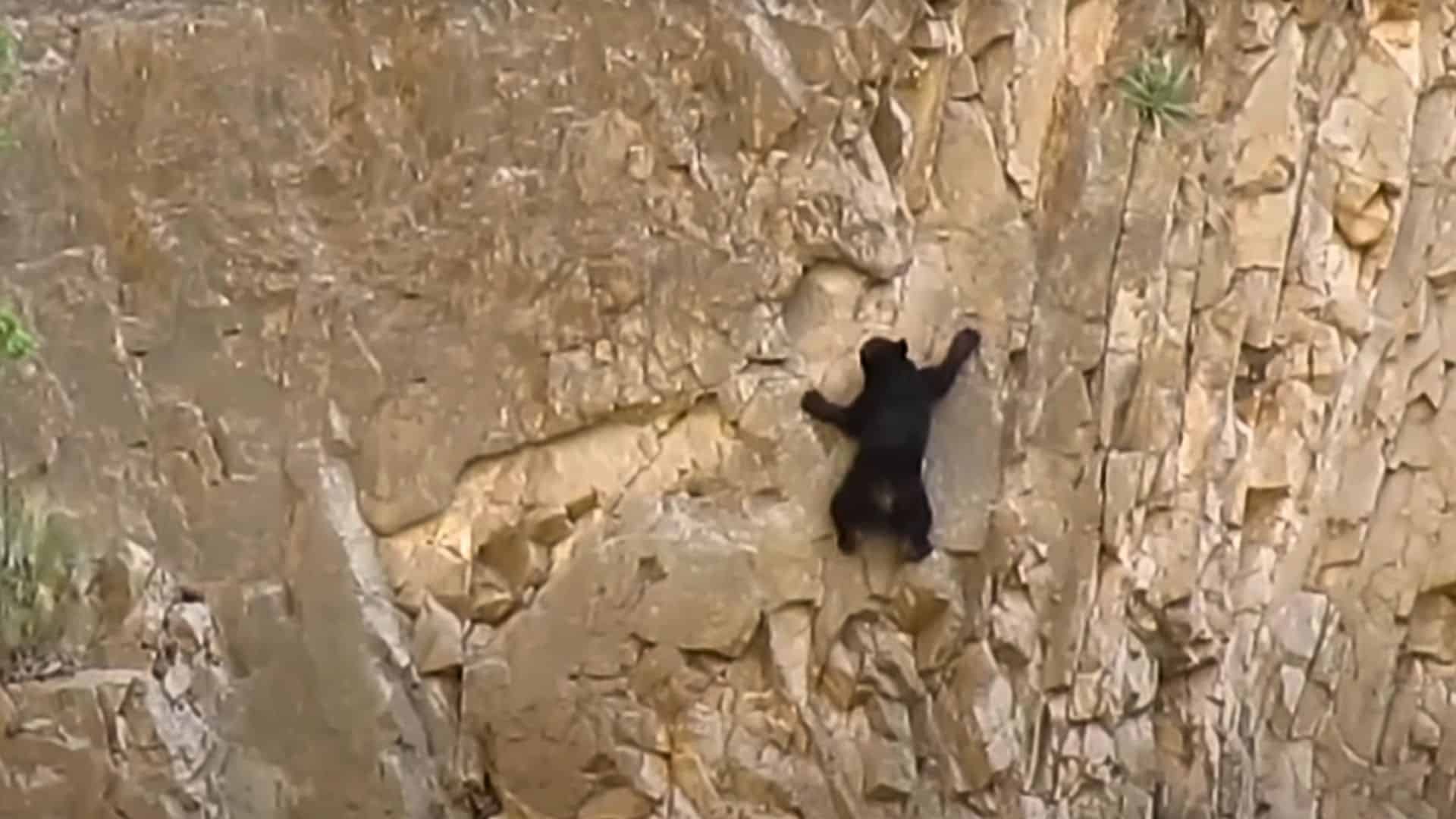 Baby Bear and Its Mom Risk Their Lives Climbing Vertical Wall Flipboard