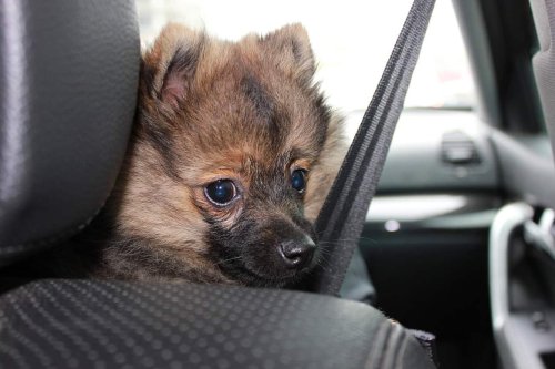 What to Do If Your Pet Runs Away