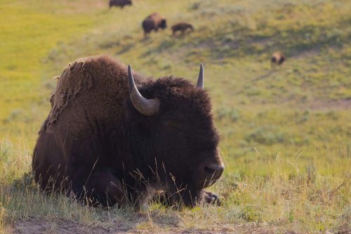 A Perfectly Preserved Ice Age Bison Was Just Discovered