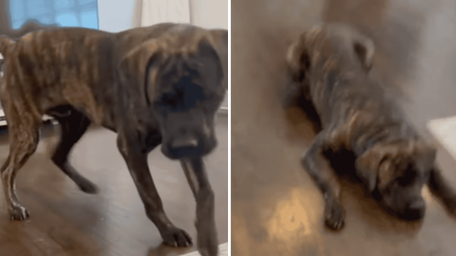Dog Barks At A Green Bean Laying On The Floor