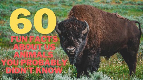 60 Fun Facts About US Animals You Probably Didn't Know