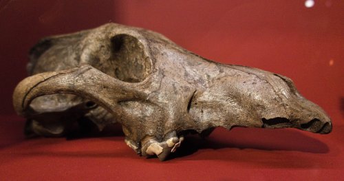 This Skull Reveals What Prehistoric Wolves Really Looked Like