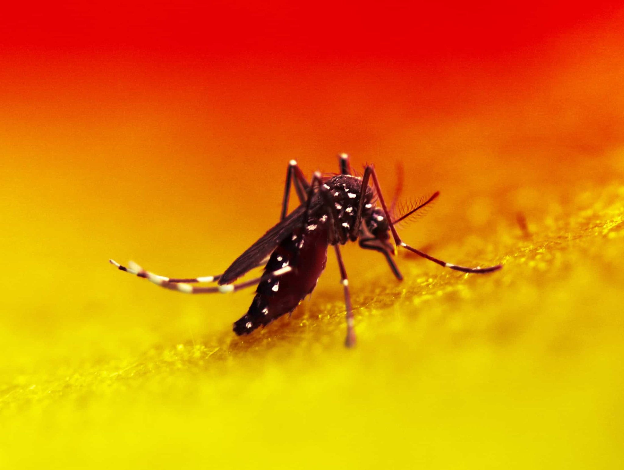 These Are the Animals that Would Most Likely Survive Climate Change