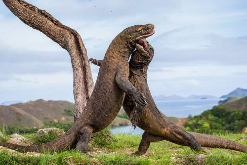 This Giant Lizard Could Have Eaten a Human Whole—And It’s Not Extinct