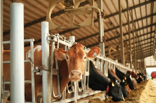 What If Animals Feel Everything? A Look Inside the Slaughterhouse
