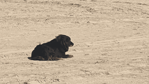 Loyal Dog Waits on Beach for 2 Weeks in the Pouring Rain, Wishing for His Family’s Return