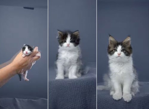 Cat Photographer Shares His “Favorite Project Ever”